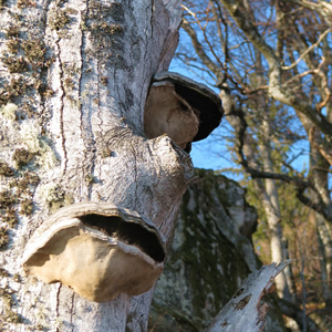 Baum mit Gesicht