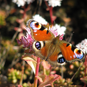 Schmetterling