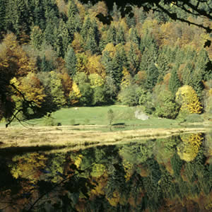 Nonnenmattweiher